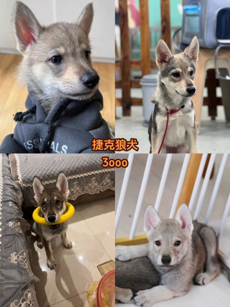 捷克狼犬价格详解：血统、品质决定价格高低