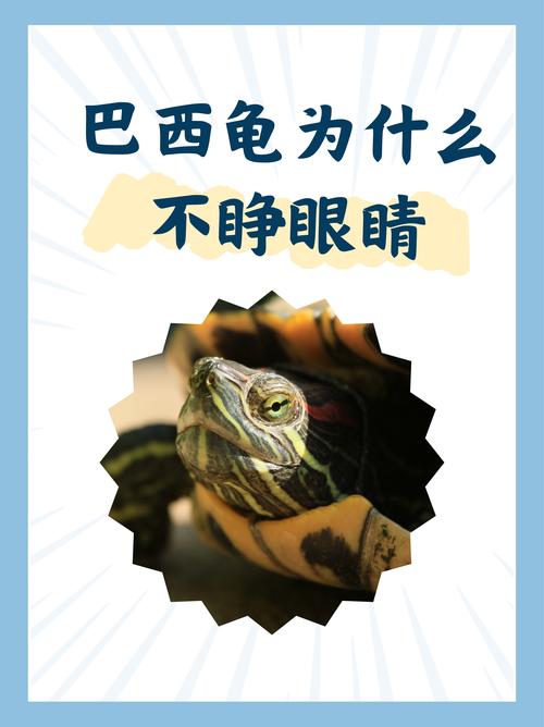 养巴西龟的禁忌和误区，别让它早夭