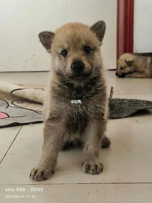 捷克狼犬价格详解：血统、品质决定价格高低