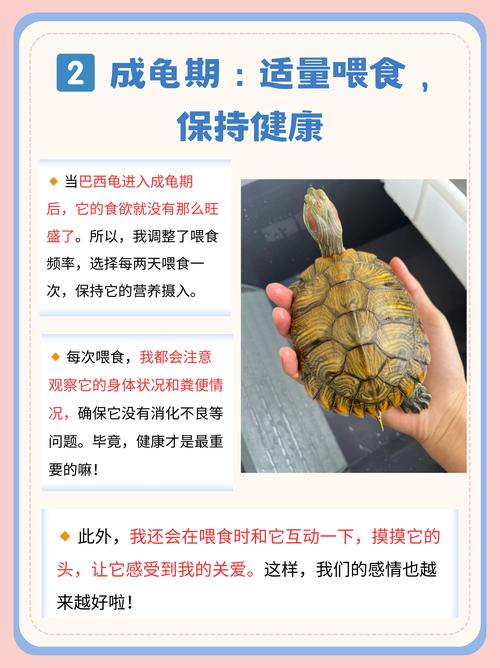 想养巴西龟？这篇新手饲养教程帮你快速入门