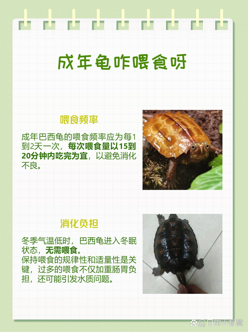 家里养巴西龟吉利吗？从风水学角度深度分析