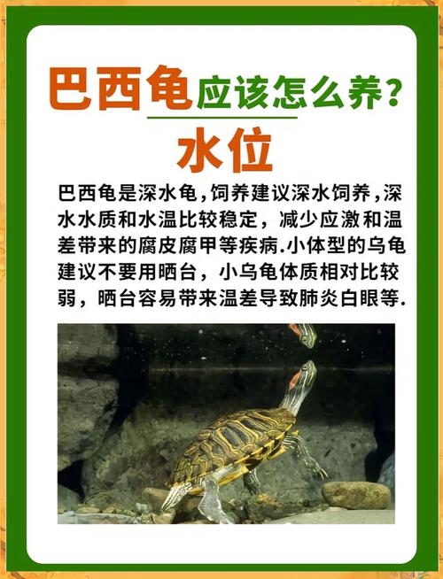 养巴西龟的禁忌和误区，别让它早夭