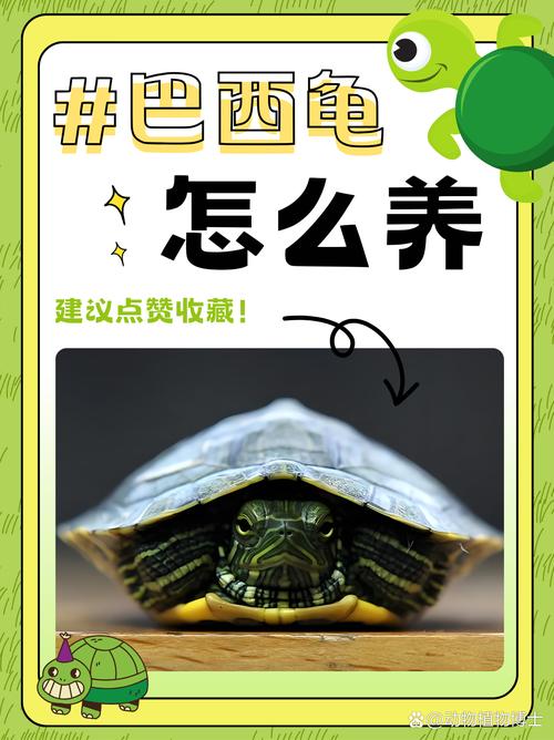 养巴西龟的禁忌和误区，别让它早夭
