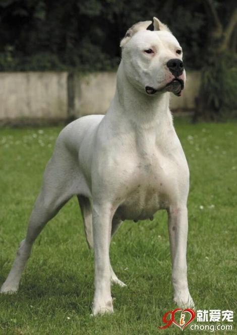 杜高犬危险吗？阿根廷杜高犬咬人几率有多大？