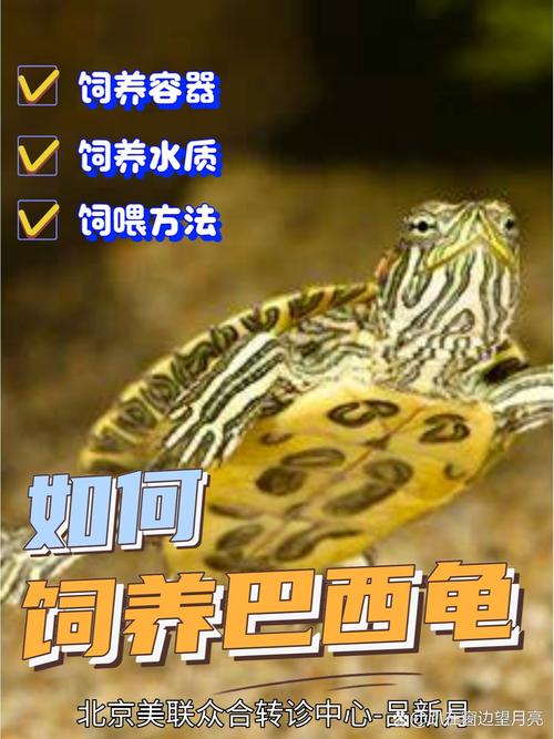 家里养巴西龟吉利吗？从风水学角度深度分析