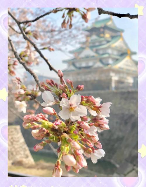 大阪樱花什么时候开？2024年大阪樱花开花时间预测及赏花攻略