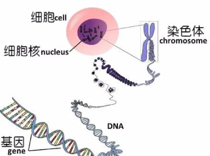 新生儿基因突变是什么？新生突变对孩子健康有影响吗？