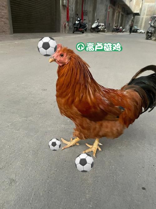 法国赢得过几次世界杯？细数高卢雄鸡的荣耀时刻！