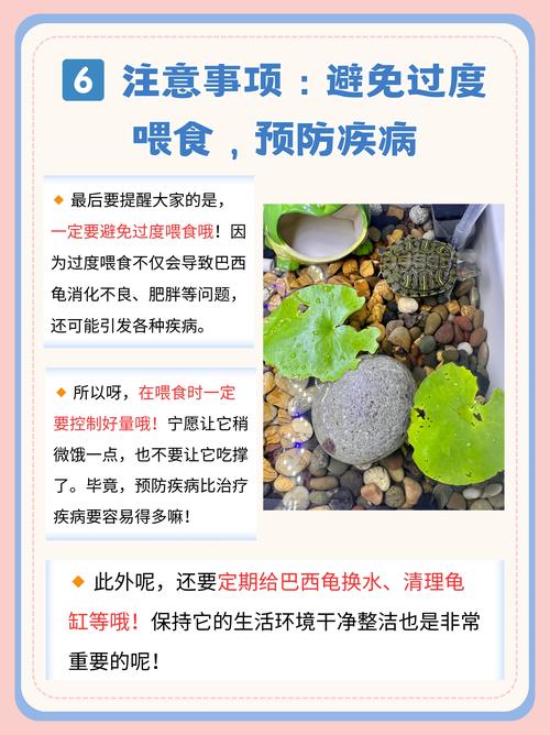 家里养巴西龟吉利吗？从风水学角度深度分析