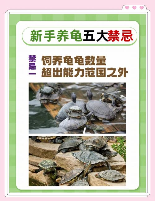养巴西龟的禁忌和误区，别让它早夭
