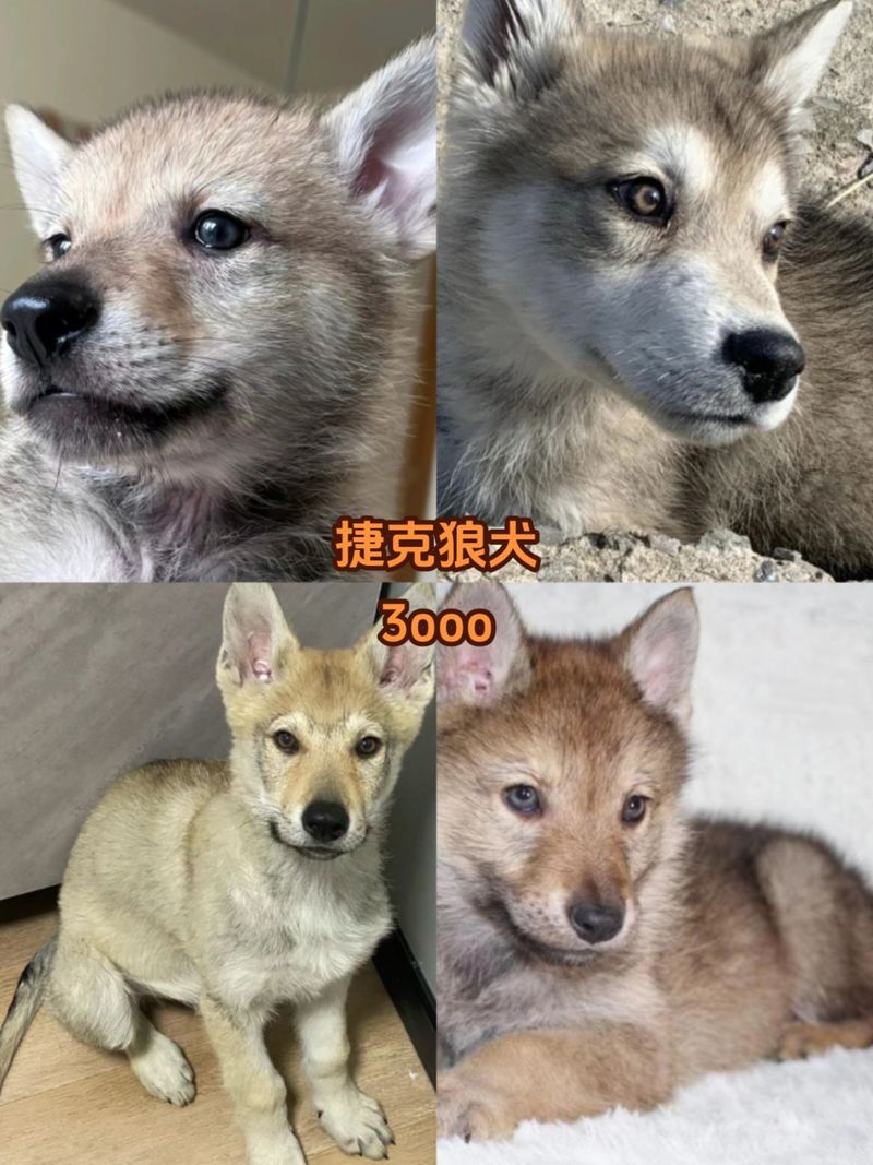 捷克狼犬价格详解：血统、品质决定价格高低
