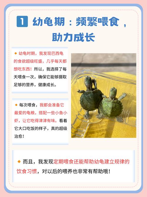 养巴西龟的禁忌和误区，别让它早夭