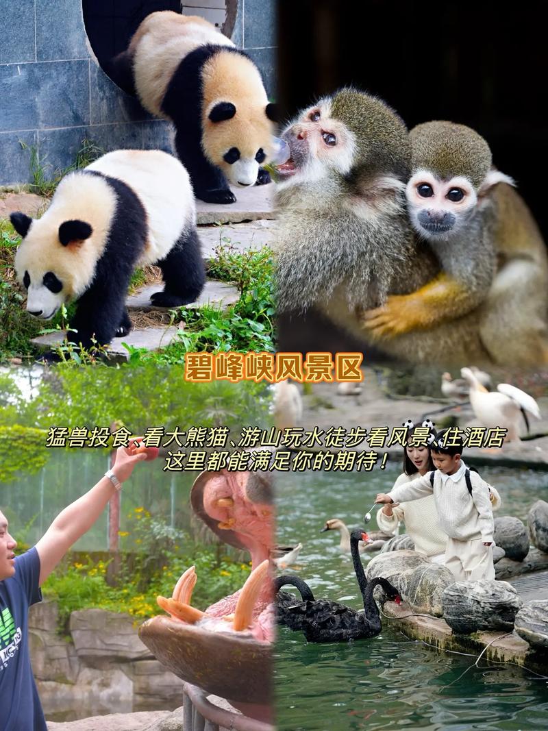 碧峰峡旅游攻略：玩转熊猫、峡谷，最省钱的玩法