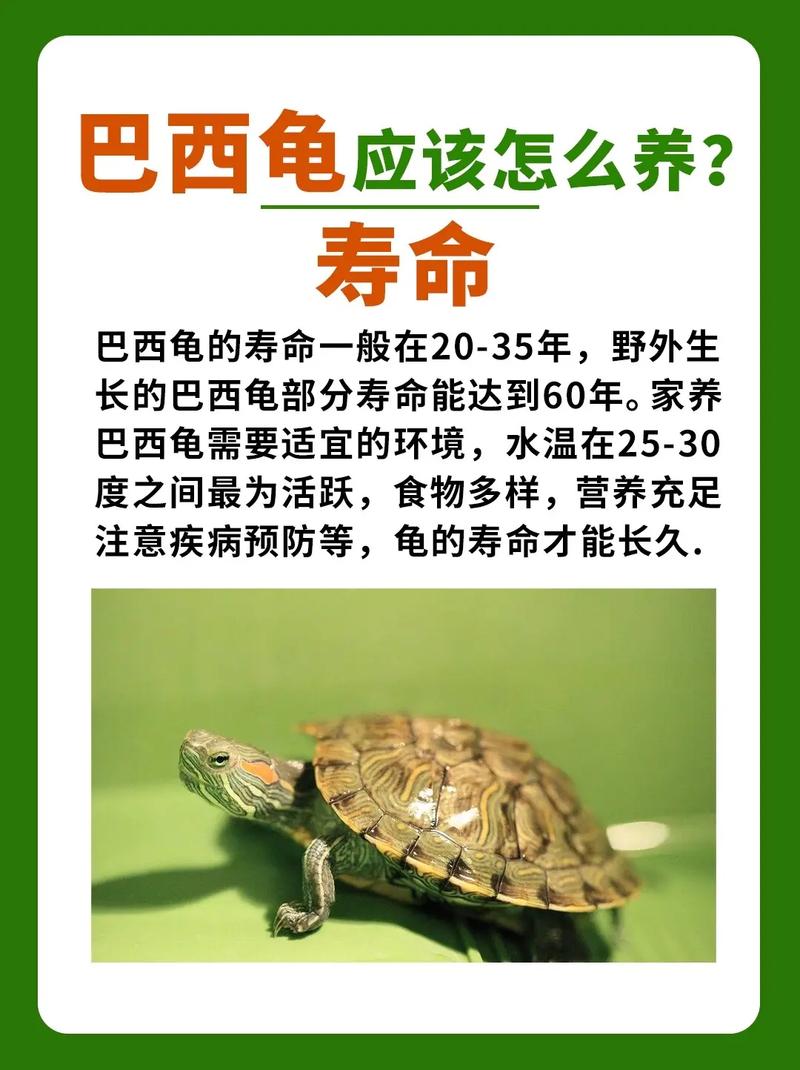 巴西龟真的不能养吗？看完这些你就明白了！