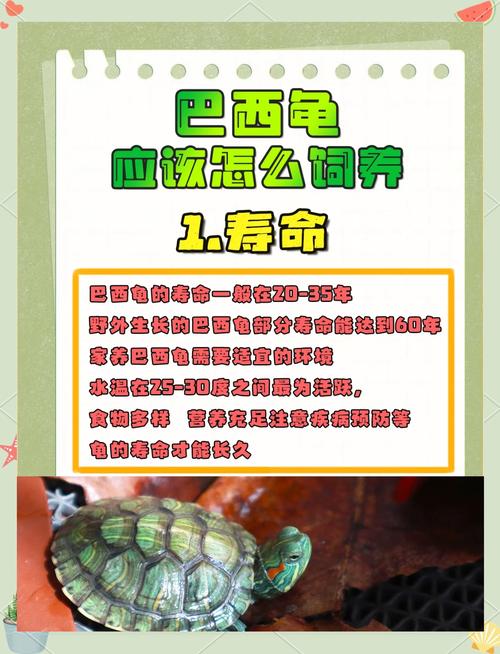 想让巴西龟长得快？这些喂养方法你都知道吗？