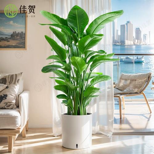 想去除甲醛？这几种绿植净化空气又好看！