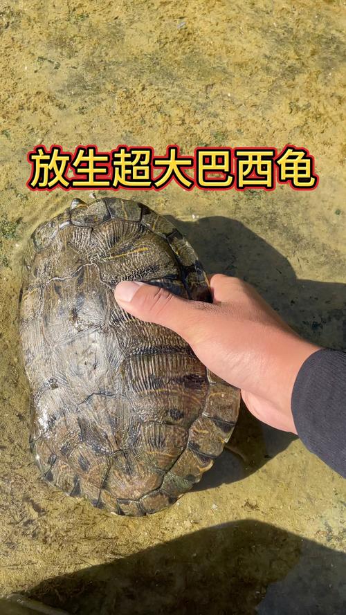想让巴西龟长得快？这些喂养方法你都知道吗？