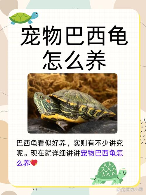 想养巴西龟？新手必看喂养指南及食谱！