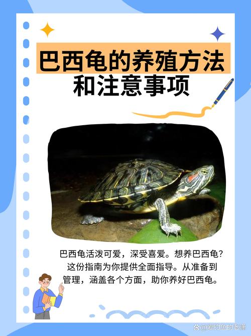 想养巴西龟？新手必看喂养指南及食谱！