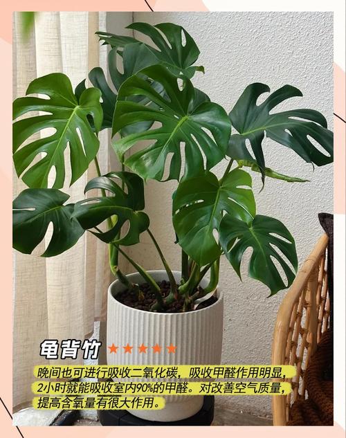 想去除甲醛？这几种绿植净化空气又好看！