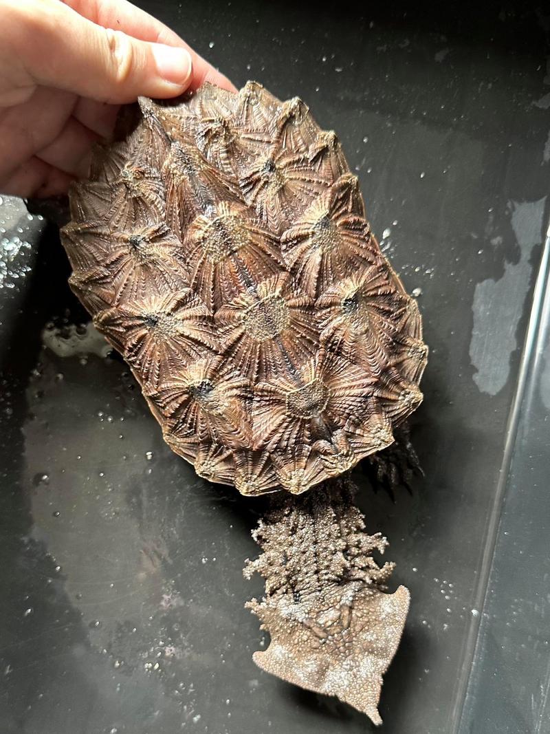 玛塔龟是保护动物吗？详解玛塔龟的保护现状及饲养