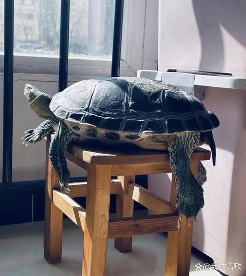 想让巴西龟长得快？这些喂养方法你都知道吗？