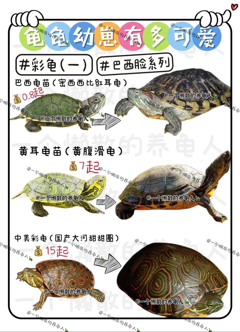 想养巴西龟？新手必看喂养指南及食谱！