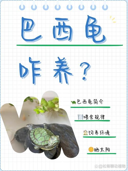 想让巴西龟长得快？这些喂养方法你都知道吗？