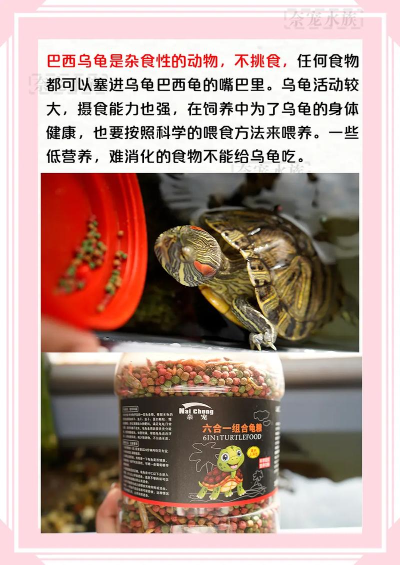 巴西龟吃什么长得快？营养食谱推荐