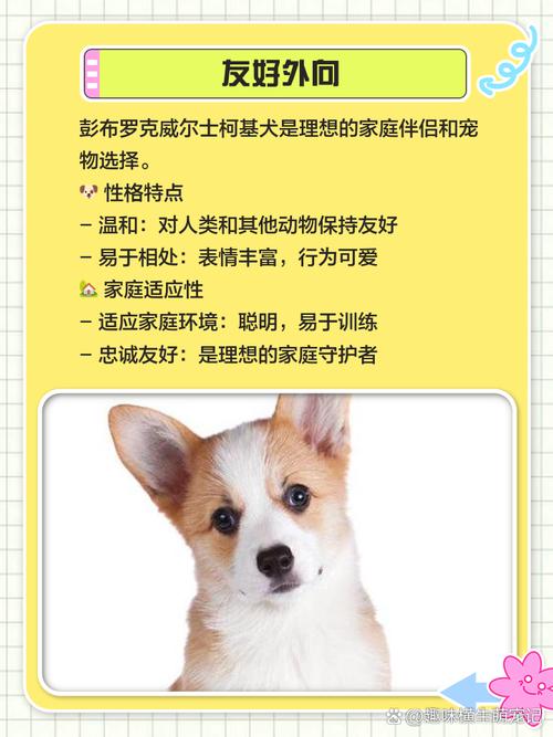 威尔士柯基犬好养吗？优缺点分析及饲养技巧分享