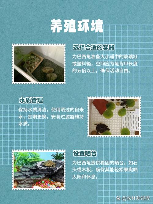 家里养巴西龟真的吉利吗？揭秘巴西龟风水