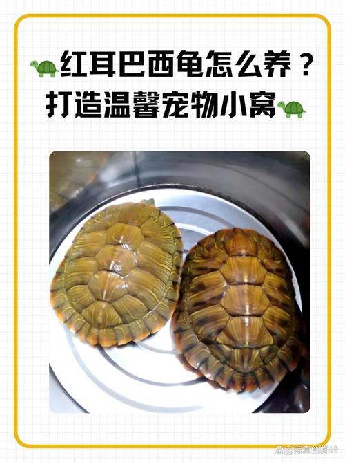 想让巴西龟长得快？这些喂养方法你都知道吗？