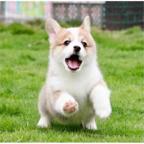 威尔士柯基犬好养吗？优缺点分析及饲养技巧分享