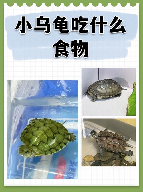 巴西龟吃什么长得快？营养食谱推荐
