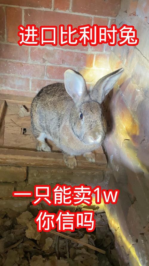 比利时兔子能长多大？体重、身长极限揭秘