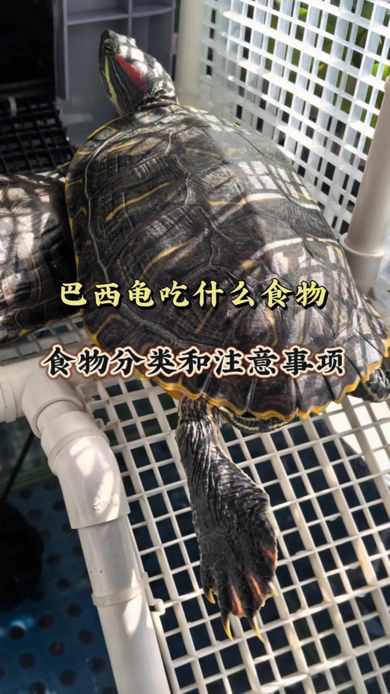 巴西龟吃什么长得快？营养食谱推荐