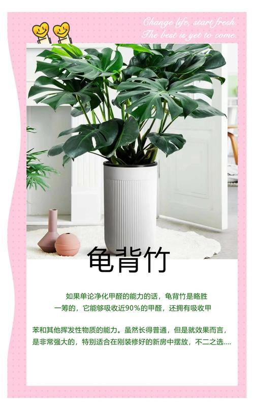 想去除甲醛？这几种绿植净化空气又好看！