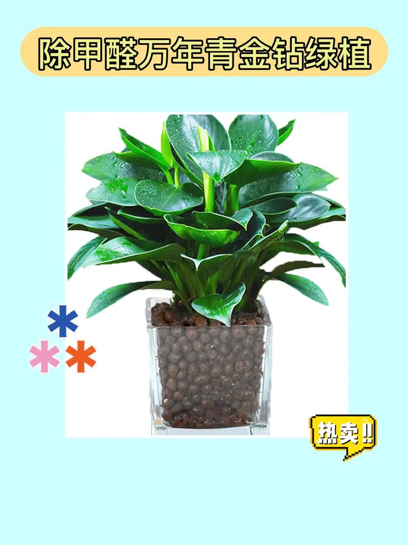 想去除甲醛？这几种绿植净化空气又好看！
