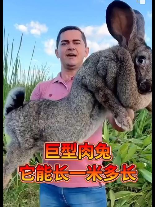 比利时兔子能长多大？体重、身长极限揭秘
