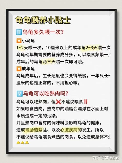 家里养巴西龟真的吉利吗？揭秘巴西龟风水