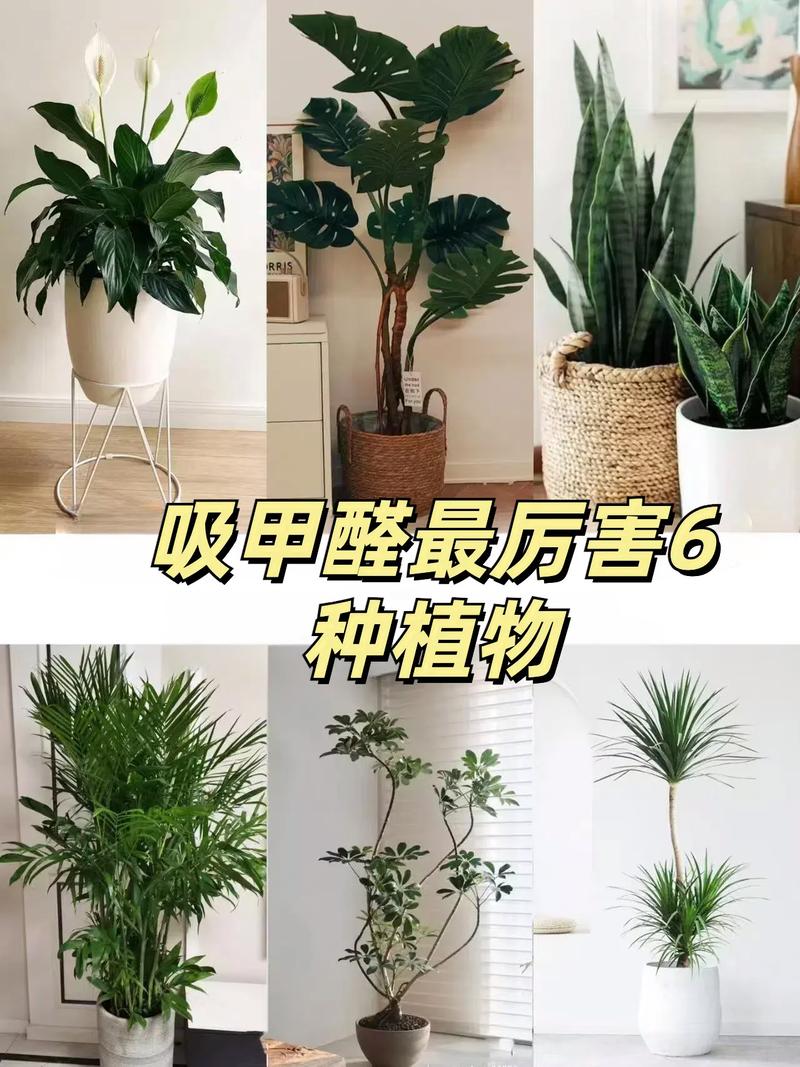 想去除甲醛？这几种绿植净化空气又好看！