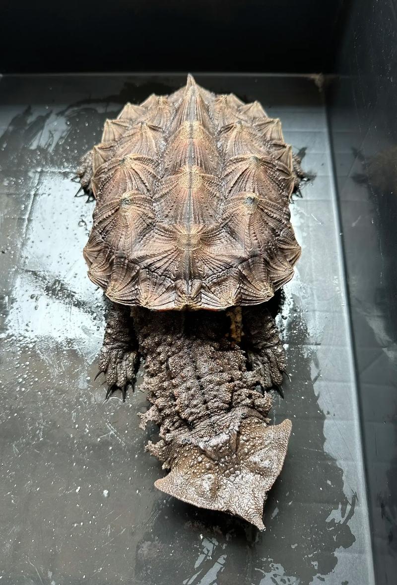 玛塔龟是保护动物吗？详解玛塔龟的保护现状及饲养
