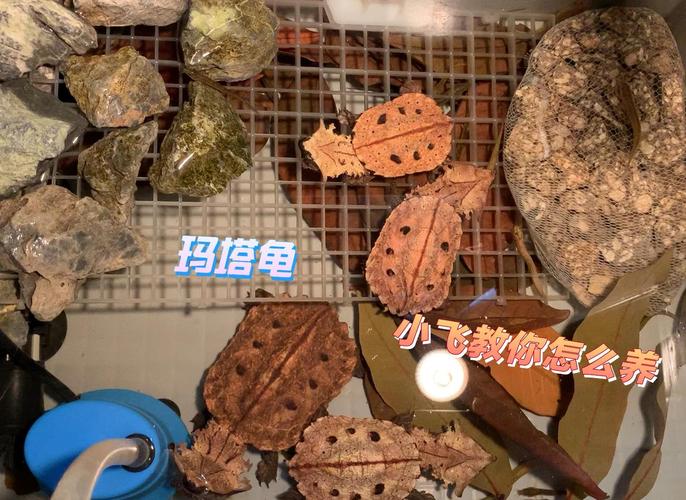 玛塔龟是保护动物吗？详解玛塔龟的保护现状及饲养