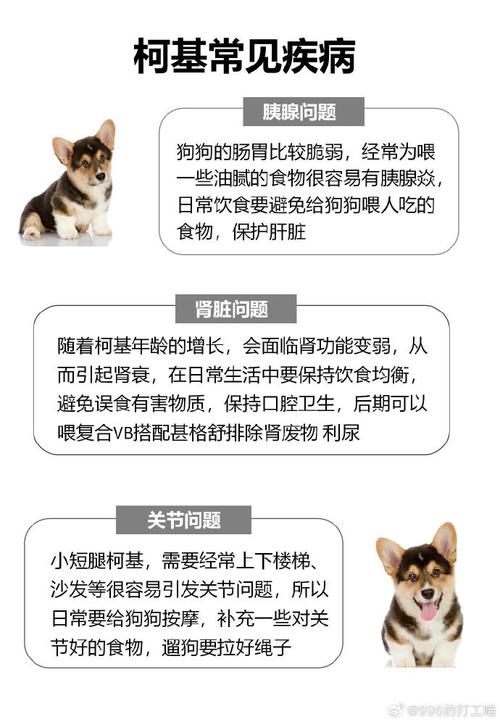 威尔士柯基犬好养吗？优缺点分析及饲养技巧分享