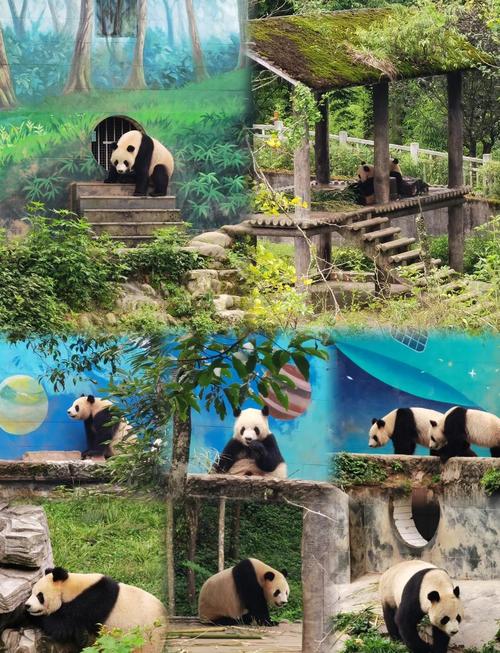 碧峰峡旅游攻略：玩转熊猫、峡谷，最省钱的玩法