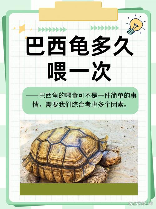 巴西龟吃什么长得快？营养食谱推荐