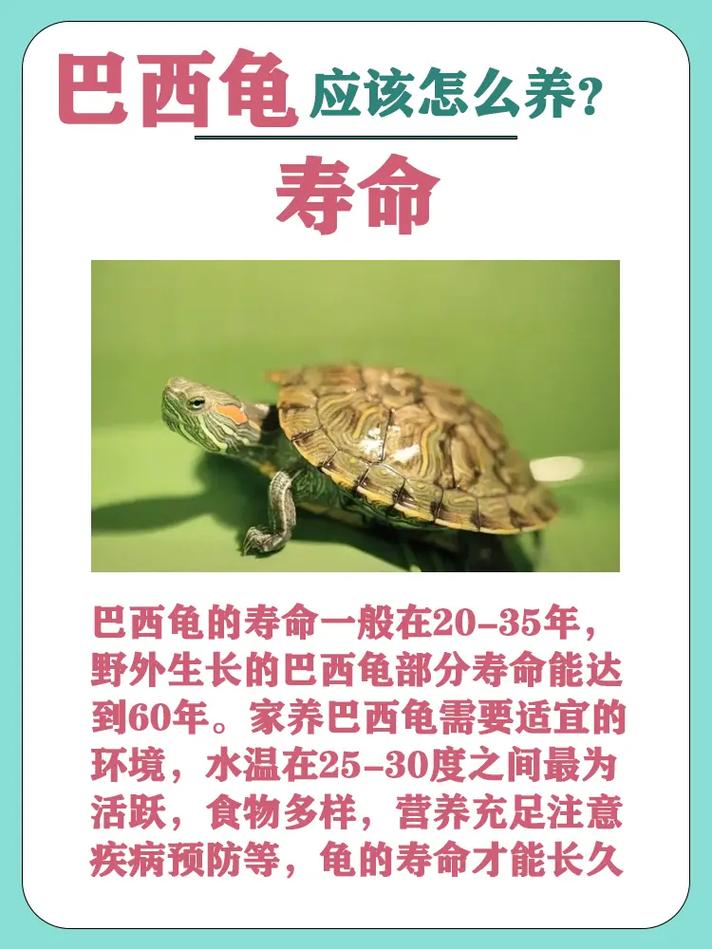 想养巴西龟？新手必看喂养指南及食谱！