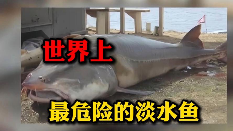 尼斯湖水怪是真的吗？科学解释告诉你！