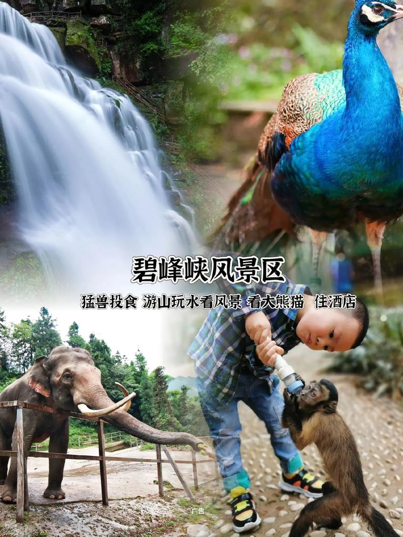 碧峰峡旅游攻略：玩转熊猫、峡谷，最省钱的玩法