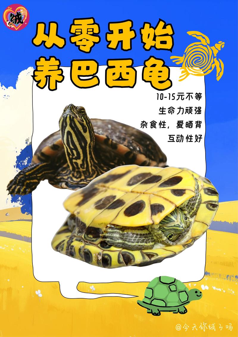 想养巴西龟？新手必看喂养指南及食谱！